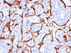 Biotium&nbsp;PAPP-A / Pappalysin-1 (Marker of Atherosclerosis and Aneuploid Fetus)(PAPPA/2715), CF405S conjugate, 0.1mg/mL