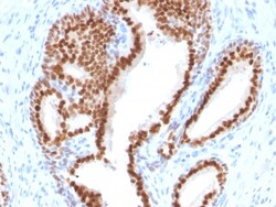 Biotium&nbsp;NKX3.1 (Metastatic Prostate Adenocarcinoma Marker)(NKX3.1/2576), CF405S conjugate, 0.1mg/mL