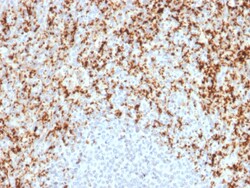 Biotium&nbsp;CD61 / Integrin 3 / Platelet Glycoprotein IIIa (Platelet Marker)(ITGB3/2597), CF405S conjugate, 0.1mg/mL
