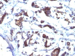 Biotium&nbsp;ZFYVE28 (Zinc Finger FYVE-type containing 28)(LST2/2426), CF405S conjugate, 0.1mg/mL