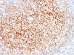 Biotium&nbsp;CD73 (Immuno-Oncology Target)(NT5E/2545), CF405S conjugate, 0.1mg/mL