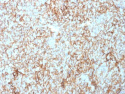 Biotium&nbsp;CD73 (Immuno-Oncology Target)(NT5E/2503), CF405S conjugate, 0.1mg/mL