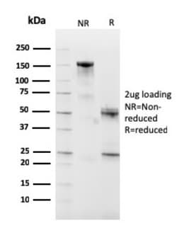 Biotium&nbsp;CD10 (Membrane Metalloendopeptidase)(MME/2590), CF405S conjugate, 0.1mg/mL