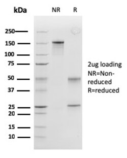 Biotium&nbsp;Peroxiredoxin 4 (Prognostic Marker for Lung SqCC)(CPTC-PRDX4-2), CF405S conjugate, 0.1mg/mL