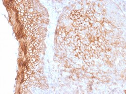 Biotium&nbsp;CD73 (Immuno-Oncology Target)(NT5E/2505), CF405S conjugate, 0.1mg/mL