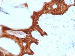 Biotium&nbsp;14-3-3 Sigma / Stratifin(CPTC-SFN-2), CF405S conjugate, 0.1mg/mL