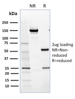 Biotium&nbsp;NRF1(NRF1/2609), CF640R conjugate, 0.1mg/mL