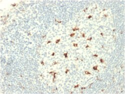 Biotium&nbsp;CD68 (Macrophage Marker)(C68/2709), CF640R conjugate, 0.1mg/mL