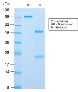 Biotium&nbsp;ACTH (Adrenocorticotrophic Hormone) (C-Terminus)(CLIP/2859R), CF405S conjugate, 0.1mg/mL