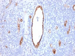 Biotium&nbsp;von Willebrand Factor / Factor VIII Related-Ag (Endothelial Marker)(VWF/2480), CF647 conjugate, 0.1mg/mL