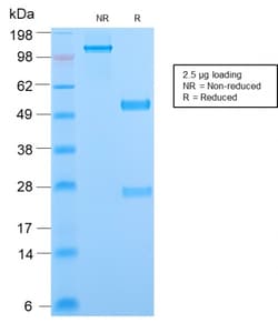 Biotium&nbsp;Phosphotyrosine (P-Tyr)(PY2870R), CF647 conjugate, 0.1mg/mL