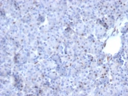 Biotium&nbsp;AKT1 (Prognostic Marker for Neuroendocrine Tumors)(AKT1/2784), CF647 conjugate, 0.1mg/mL