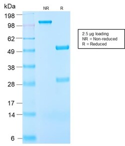 Biotium&nbsp;Insulin-like Growth Factor-1 (IGF-1) (IGF1/2872R), CF647 conjugate, 0.1mg/mL
