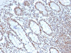 Biotium&nbsp;BMI1 (Oncogene and Stem Cell Marker)(BMI1/2690), CF640R conjugate, 0.1mg/mL