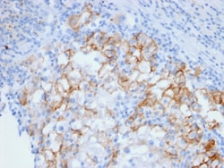 Biotium&nbsp;Ksp-Cadherin / CDH16 (Renal Cell Marker)(CDH16/2448), CF647 conjugate, 0.1mg/mL