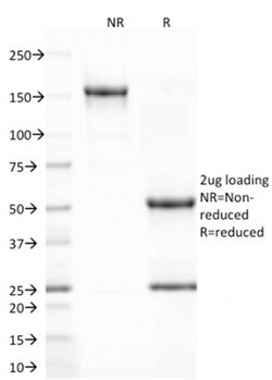 Biotium&nbsp;CD80 (B7-1)(C80/2723), CF640R conjugate, 0.1mg/mL