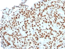 Biotium&nbsp;BMI1 (Oncogene and Stem Cell Marker)(BMI1/2823), CF647 conjugate, 0.1mg/mL