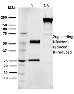 Biotium&nbsp;EGFR (Epidermal Growth Factor Receptor)(R1), CF640R conjugate, 0.1mg/mL