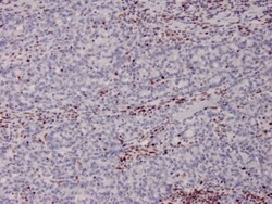 Biotium&nbsp;MSH2 (DNA Mismatch Repair Marker)(MSH2/2622), CF640R conjugate, 0.1mg/mL