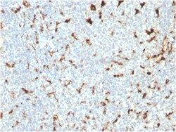 Biotium&nbsp;CD68 (Macrophage Marker)(C68/2511), CF640R conjugate, 0.1mg/mL