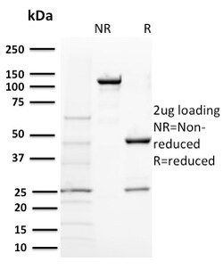 Biotium&nbsp;BAP1 (BRCA1 Associated Protein 1)(BAP1/2431), CF647 conjugate, 0.1mg/mL