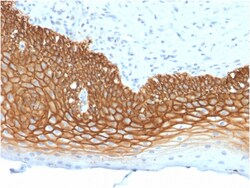 Biotium&nbsp;CD44v3 (Marker of Tumor Metastasis)(3G5), CF647 conjugate, 0.1mg/mL