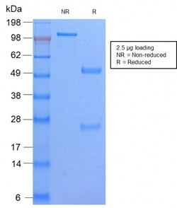 Biotium&nbsp;HLA-DP (MHC II)(HLA-DPB1/2862R), CF640R conjugate, 0.1mg/mL