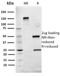 Biotium&nbsp;Fibronectin(Fn-3), CF640R conjugate, 0.1mg/mL