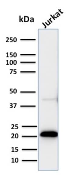 Biotium&nbsp;CD3e (T-Cell Marker)(C3e/2858R), CF640R conjugate, 0.1mg/mL