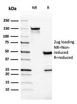Biotium&nbsp;VISTA / GI24 (Negative Regulator of Immune Response)(VISTA/2865), CF640R conjugate, 0.1mg/mL