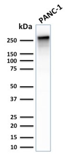 Biotium&nbsp;Spectrin beta III (SPTBN2)(SPTBN2/2887R), CF640R conjugate, 0.1mg/mL