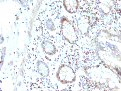 Biotium&nbsp;RAD51 (Prognostic and Response to Chemotherapy Marker)(RAD51/2702), CF647 conjugate, 0.1mg/mL