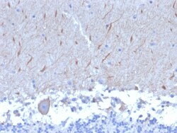 Biotium&nbsp;ATG5 (Autophagy Marker)(ATG5/2553), CF647 conjugate, 0.1mg/mL