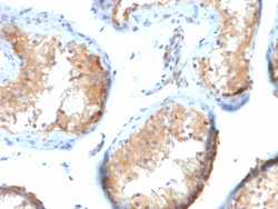 Biotium&nbsp;Vinculin (Marker of Age-related Macular Degeneration)(VCL/2573), CF647 conjugate, 0.1mg/mL