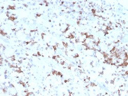 Biotium&nbsp;Prolactin (Pituitary Tumor Marker)(PRL/2641), CF405S conjugate, 0.1mg/mL