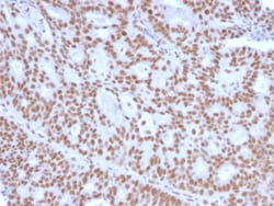 Biotium&nbsp;Progesterone Receptor (Marker of Progestin Dependence)(PGR/2694), CF405S conjugate, 0.1mg/mL