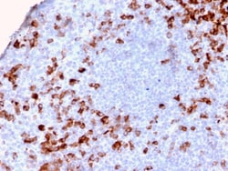 Biotium&nbsp;Human Kappa Light Chain / IGKC (B-Cell Marker)(KLC2886R), CF647 conjugate, 0.1mg/mL