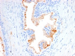 Biotium&nbsp;CD10 (Membrane Metalloendopeptidase)(MME/2580), CF647 conjugate, 0.1mg/mL