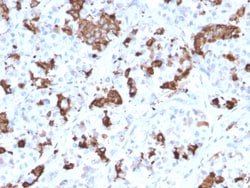 Biotium&nbsp;Prolactin (Pituitary Tumor Marker)(PRL/2644), CF647 conjugate, 0.1mg/mL