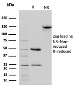 Biotium&nbsp;STAT5B(STAT5B/2657), CF647 conjugate, 0.1mg/mL