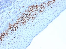 Biotium&nbsp;Ki-67 (Proliferating Cell Marker)(MKI67/2463), CF640R conjugate, 0.1mg/mL