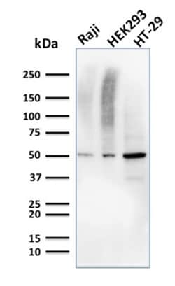 Biotium&nbsp;MMP3 (Marker of Metastasis and Rheumatoid Arthritis)(MMP3/2655), CF640R conjugate, 0.1mg/mL