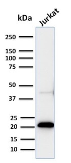 Biotium&nbsp;CD3e (T-Cell Marker)(C3e/2858R), CF640R conjugate, 0.1mg/mL
