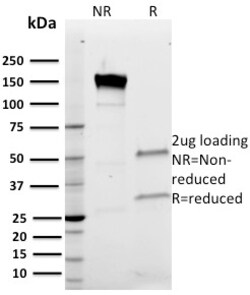 Biotium&nbsp;Band III(Q1/156), CF405S conjugate, 0.1mg/mL