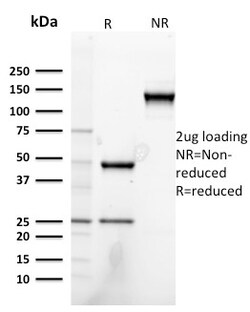 Biotium&nbsp;Heregulin-1 / Neuregulin-1 (Breast and Urothelial Marker)(NRG1/2752), CF405S conjugate, 0.1mg/mL