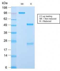 Biotium&nbsp;ACTH (Adrenocorticotrophic Hormone) (C-Terminus)(CLIP/2859R), CF405S conjugate, 0.1mg/mL