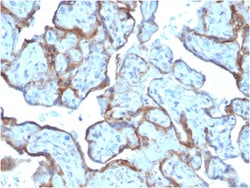 Biotium&nbsp;MMP3 (Marker of Metastasis and Rheumatoid Arthritis)(MMP3/2806), CF405S conjugate, 0.1mg/mL
