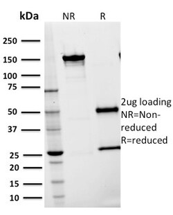 Biotium&nbsp;CD54 / ICAM-1(15.2), CF405S conjugate, 0.1mg/mL