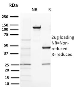Biotium&nbsp;BAP1 (BRCA1 Associated Protein 1)(BAP1/2431), CF405S conjugate, 0.1mg/mL