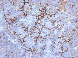 Biotium&nbsp;MUC16 / CA125 (Ovarian Carcinoma Marker)(500000000000), CF405S conjugate, 0.1mg/mL
